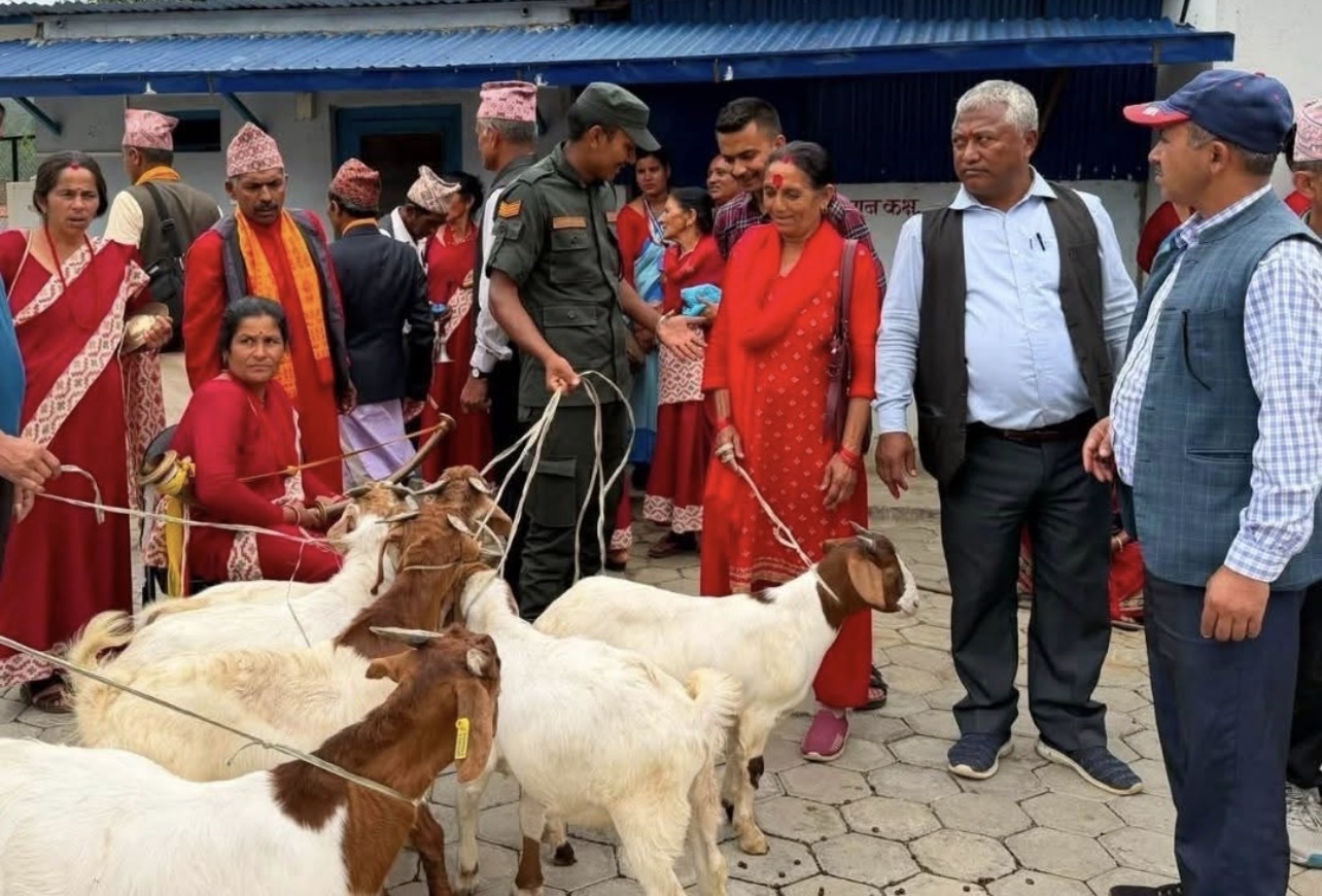 गोरखा भिमसेनथापा गाउपालिकामा सहिद परिवारलाई बोका तथा कृषि उपकरण वितरण